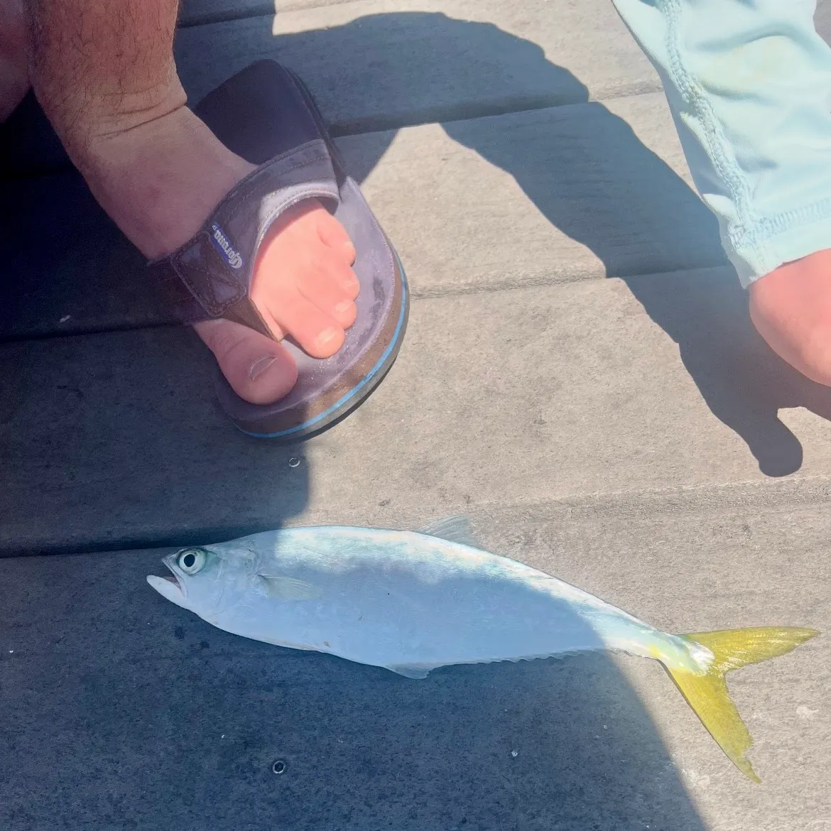 The most recent Leatherjack catches on Fishbrain