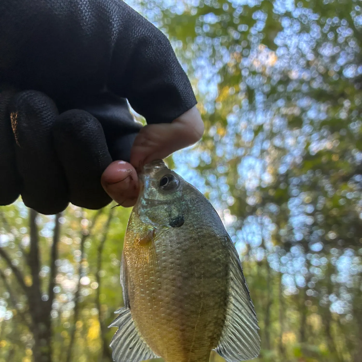 Bluegill caught on Fishbrain
