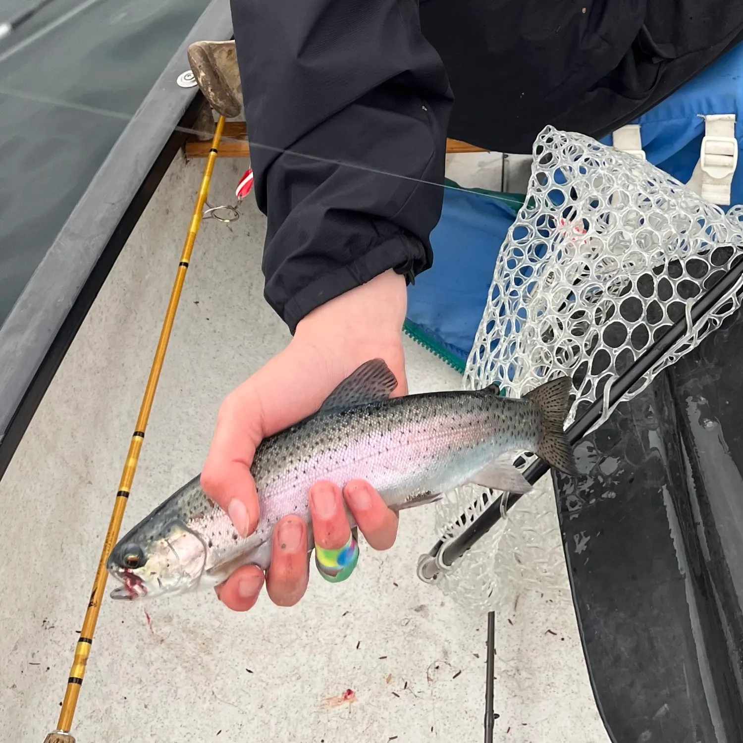 Rainbow trout caught on Fishbrain