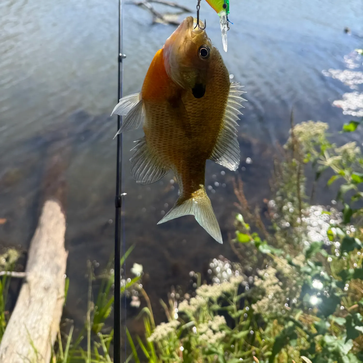 Redbreast sunfish caught on Fishbrain