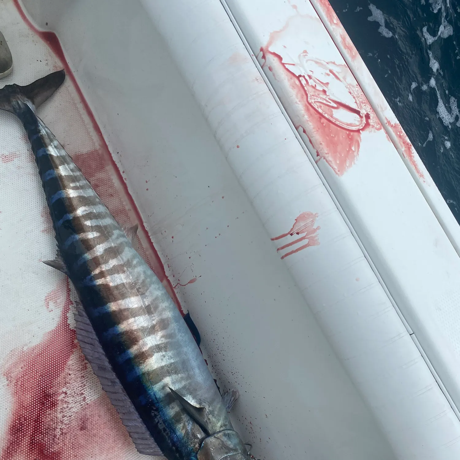 Wahoo caught on Fishbrain