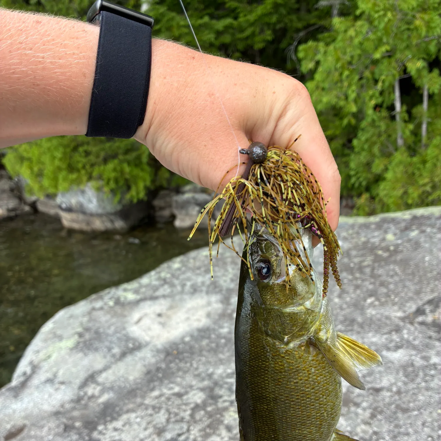 Smallmouth bass caught on Fishbrain