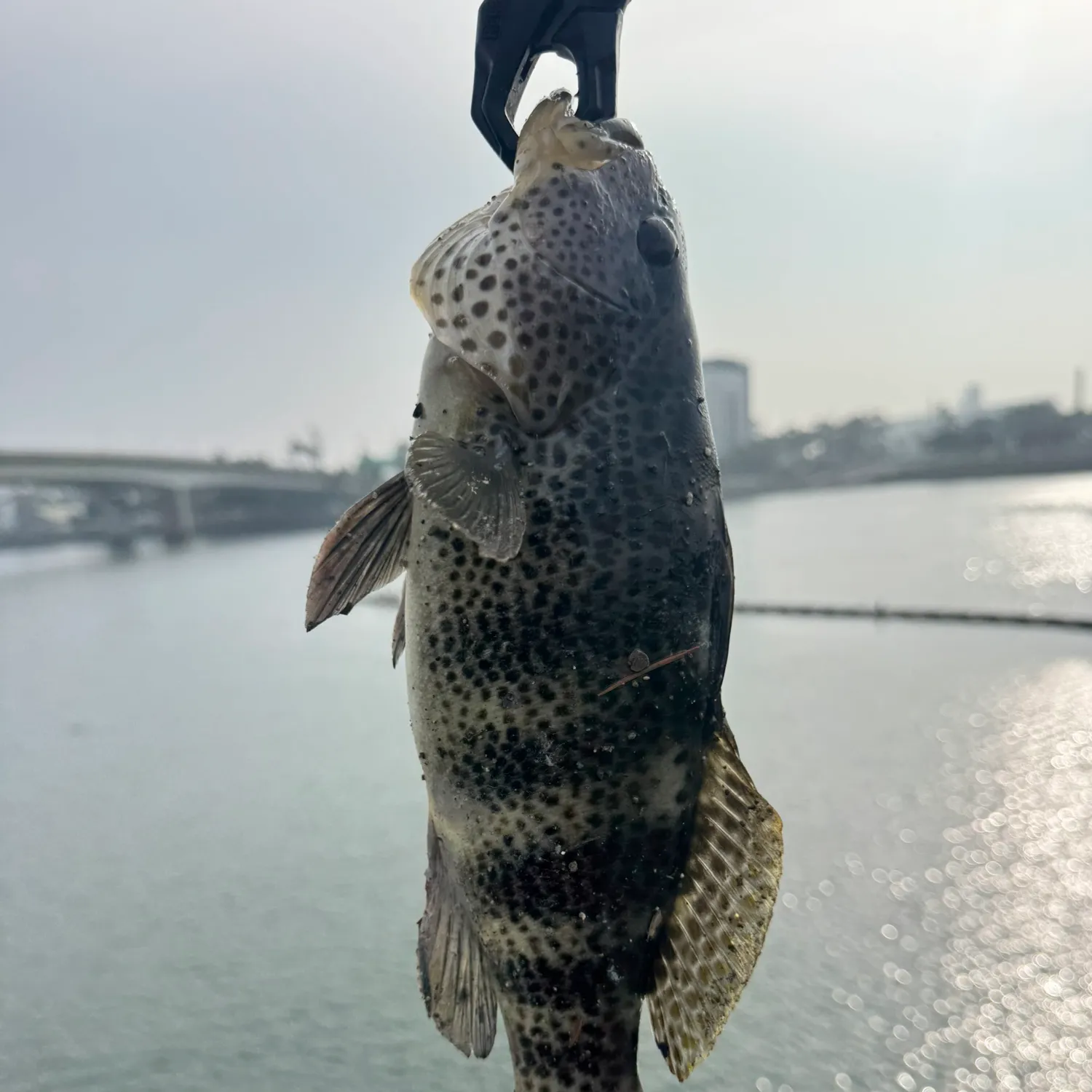 The most recent Spotted sand bass catches on Fishbrain