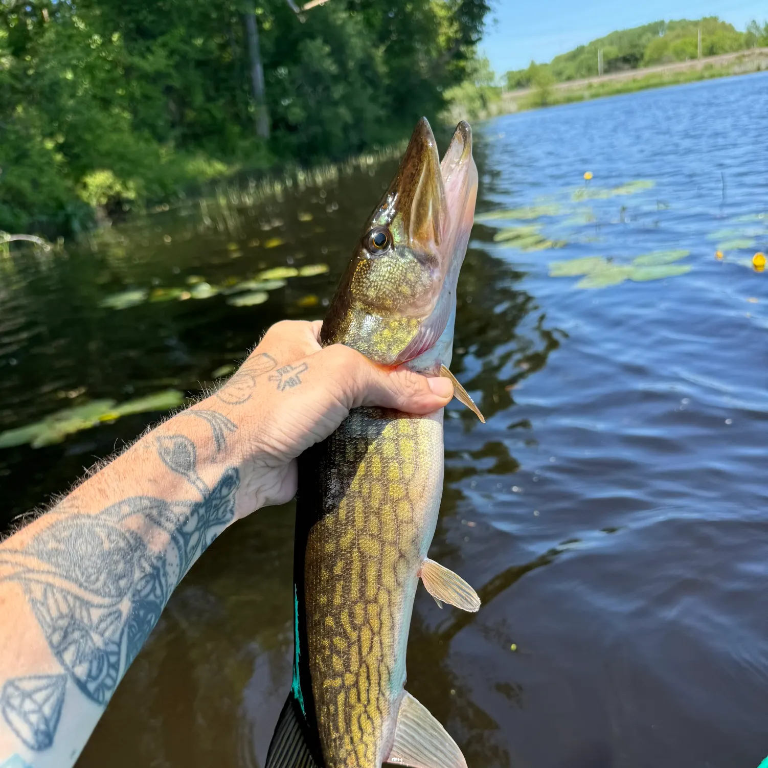 recently logged catches