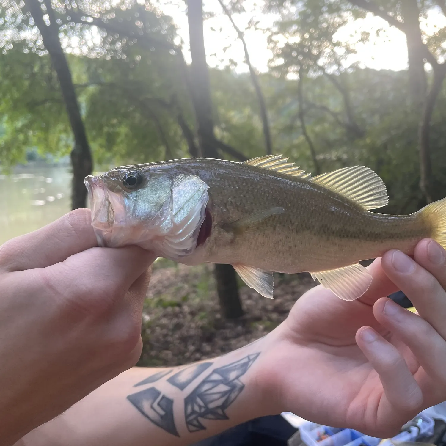 White bass caught on Fishbrain
