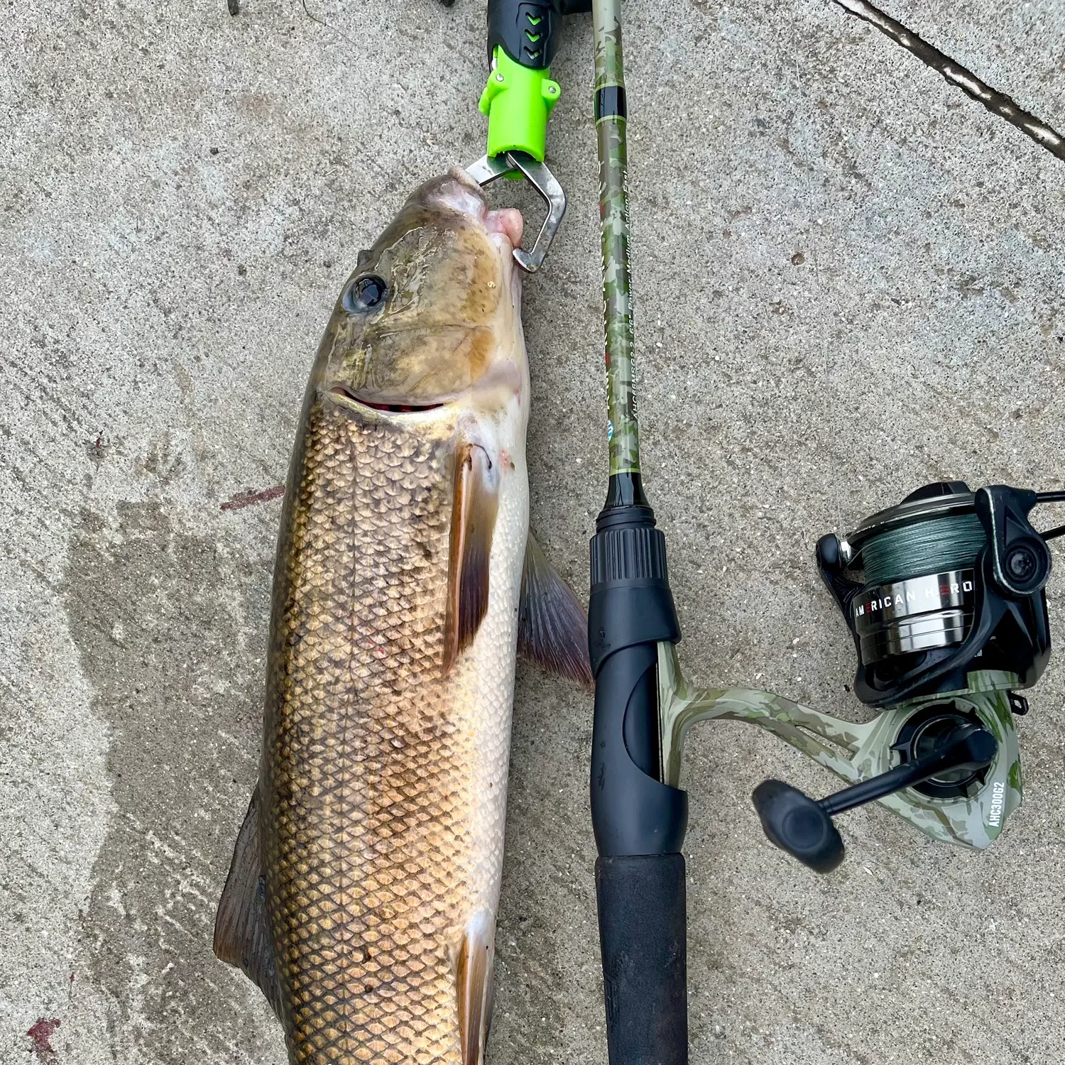 White sucker caught on Fishbrain