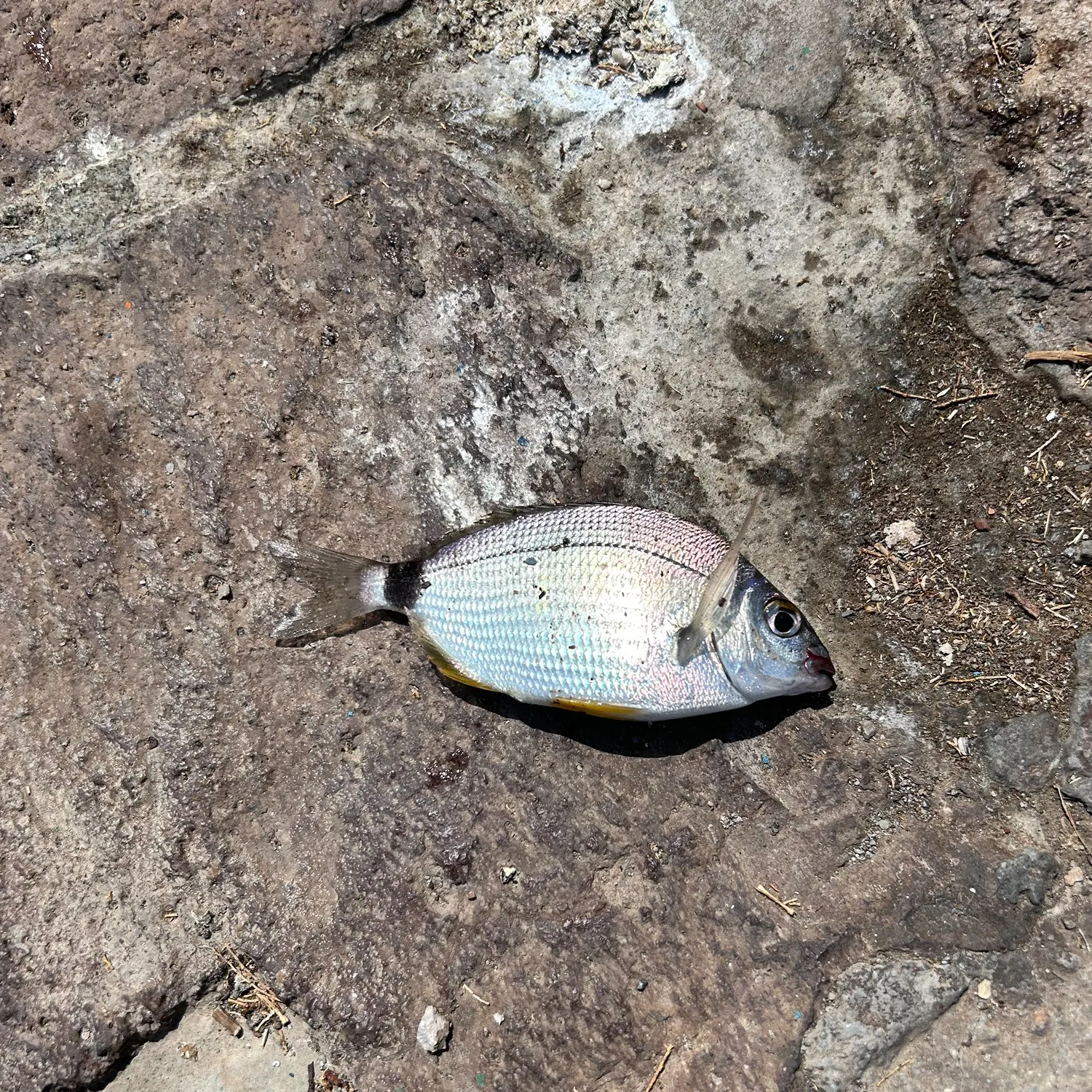 The most recent White seabream catches on Fishbrain