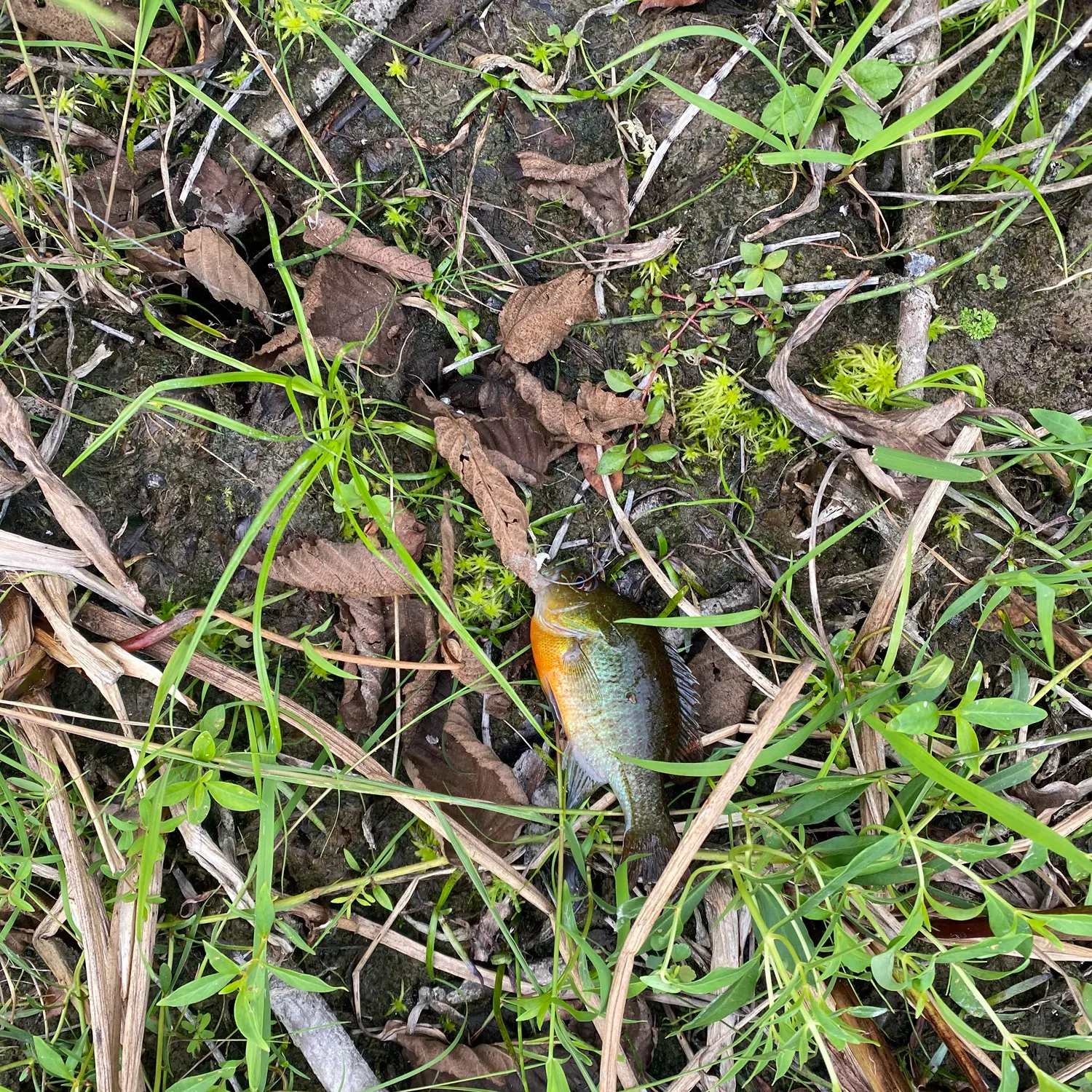 Redbreast sunfish caught on Fishbrain