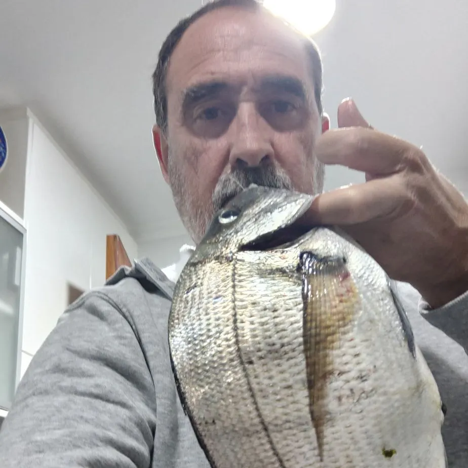 White seabream caught on Fishbrain
