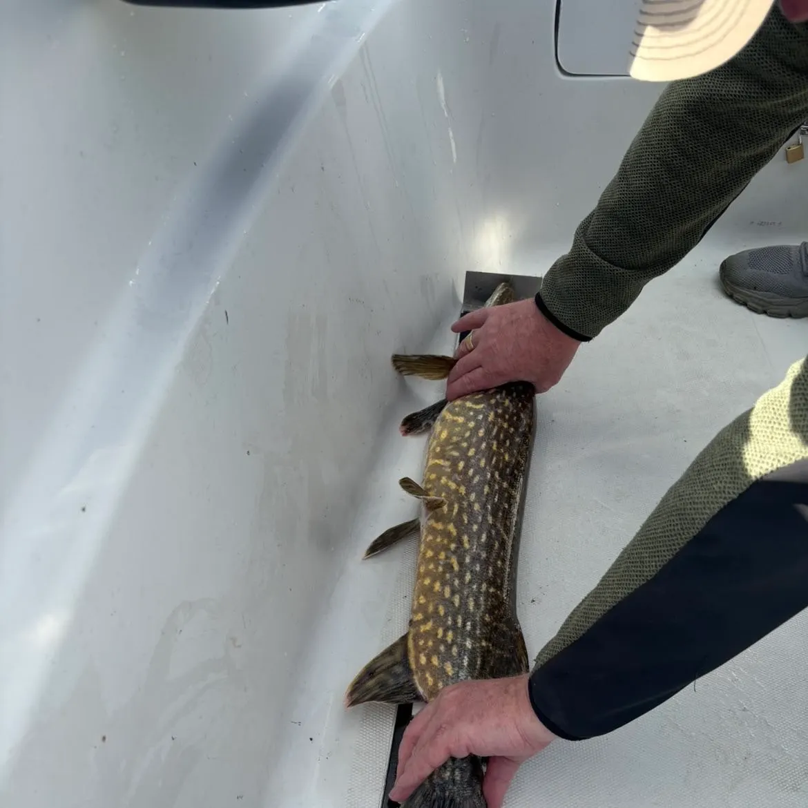 Northern pike caught on Fishbrain