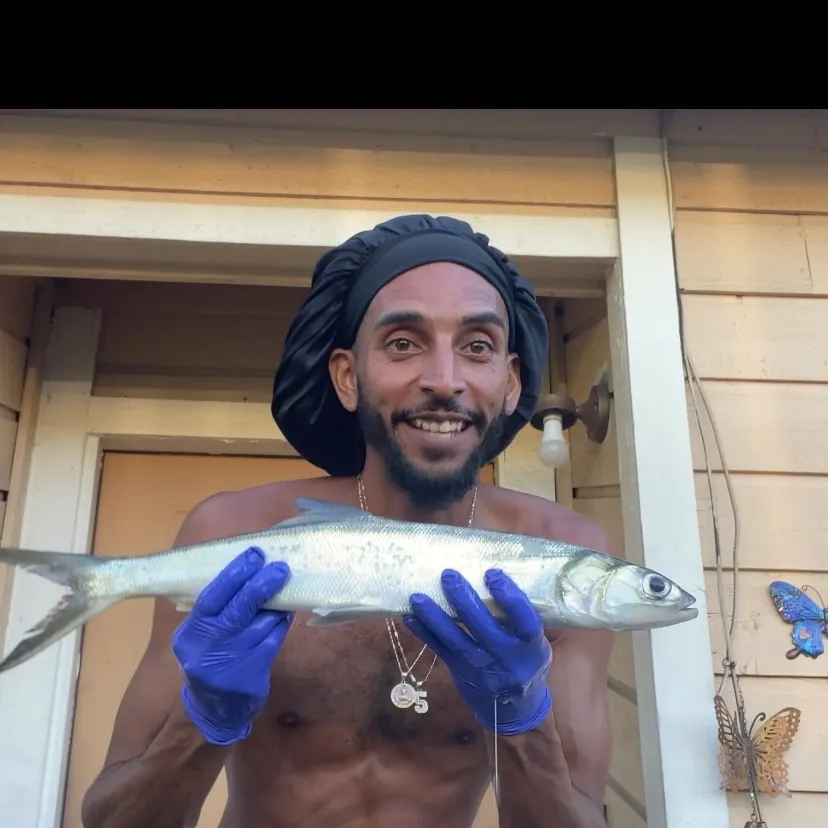 Ladyfish caught on Fishbrain