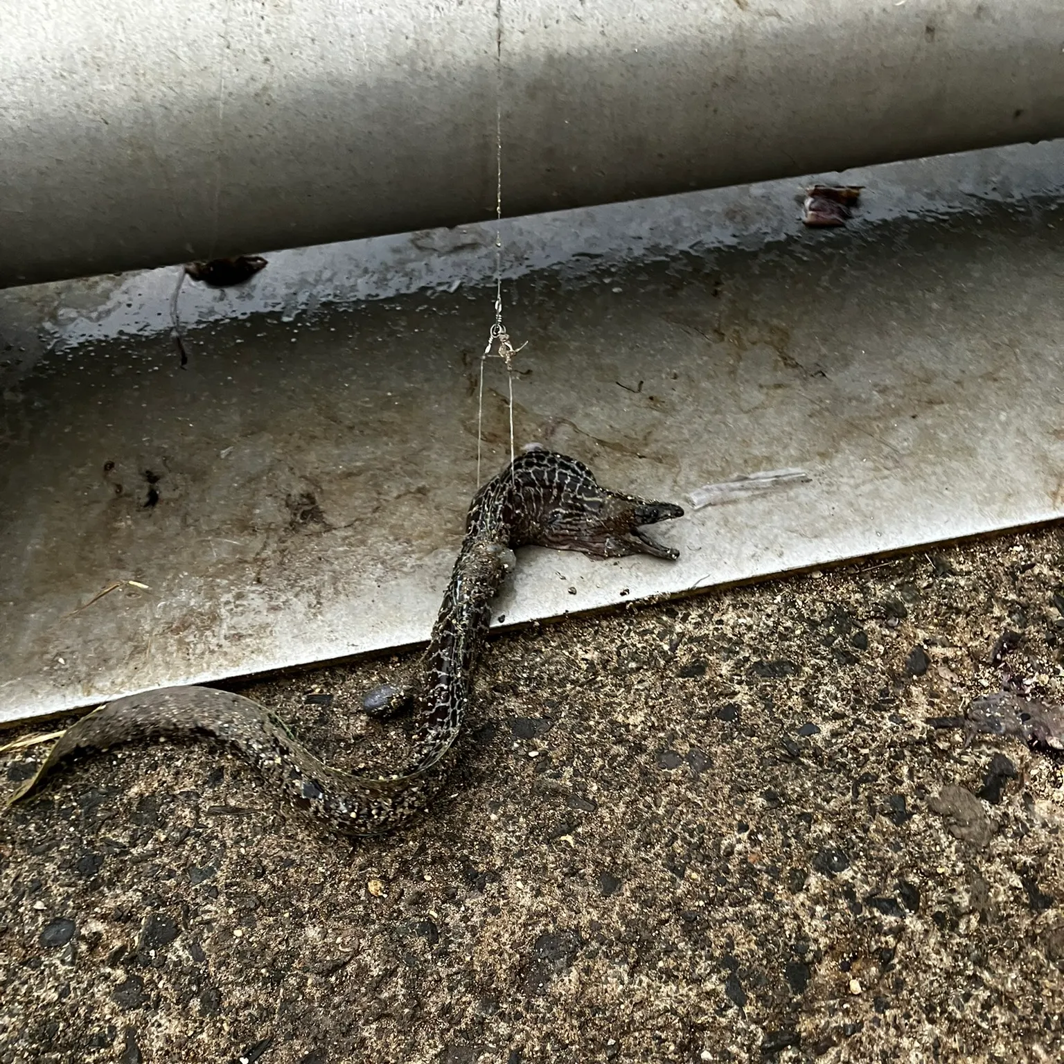 The most recent Leopard moray eel catches on Fishbrain