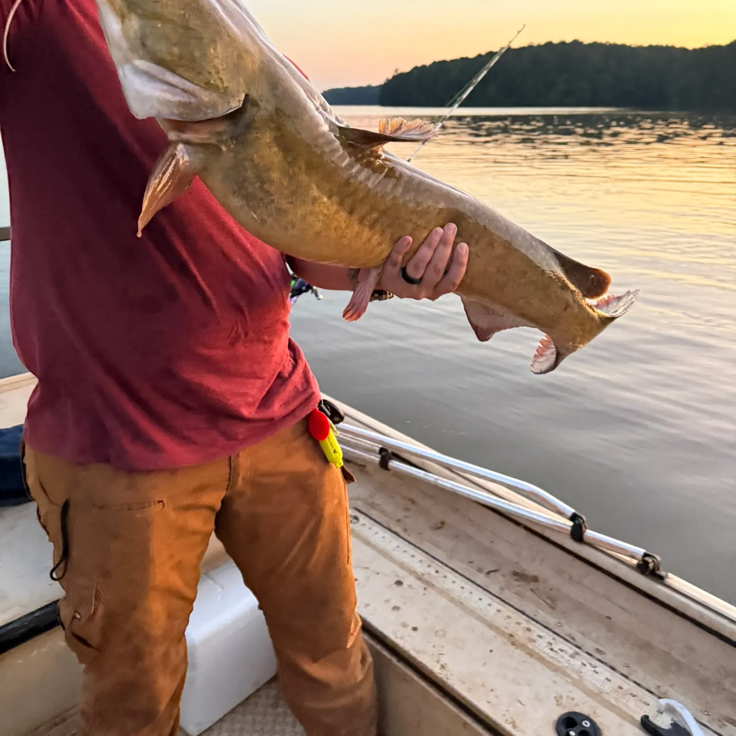 The most recent Flathead catfish catches on Fishbrain