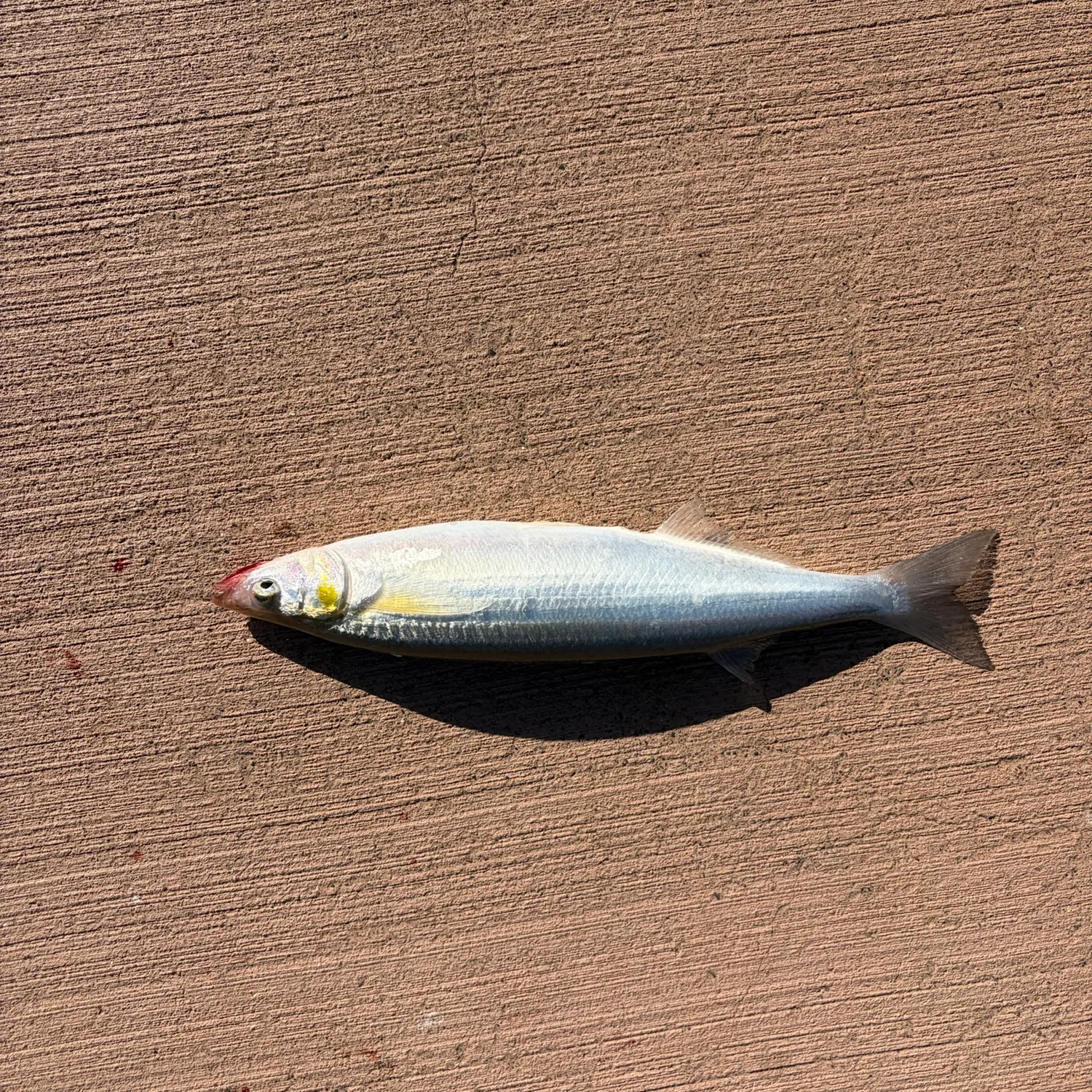 Surf smelt caught on Fishbrain