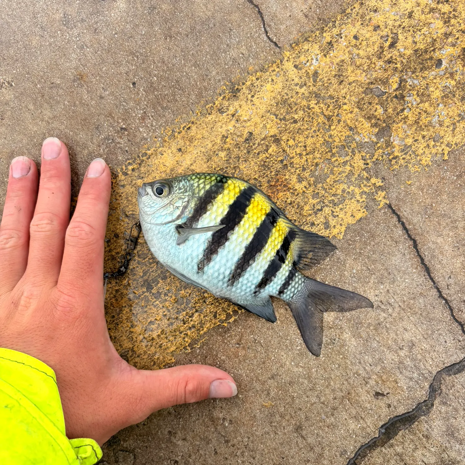 The most recent Sergeant-major catches on Fishbrain
