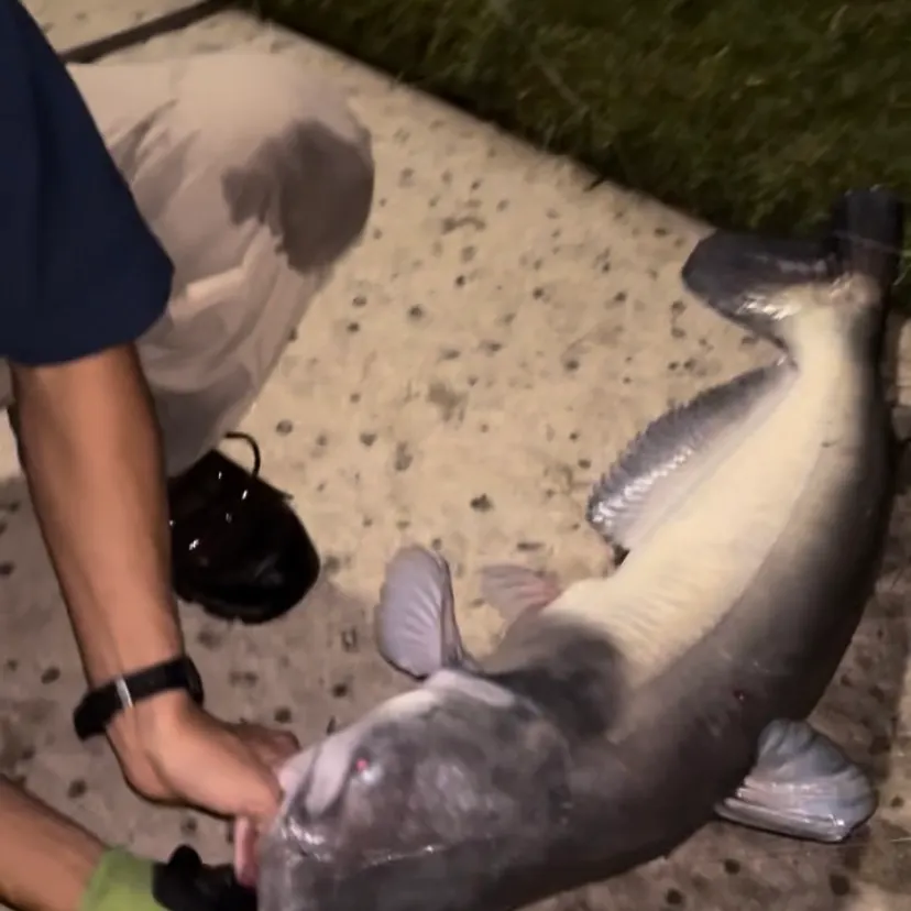 Blue catfish caught on Fishbrain