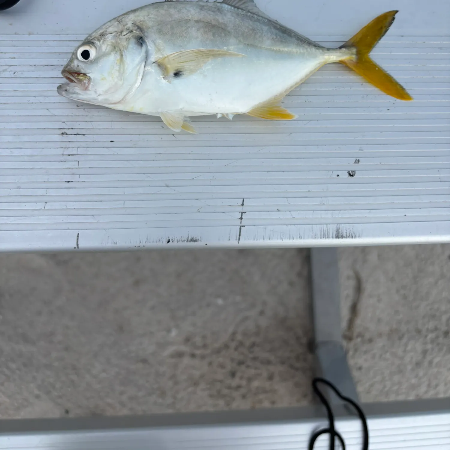 Spotted seatrout caught on Fishbrain