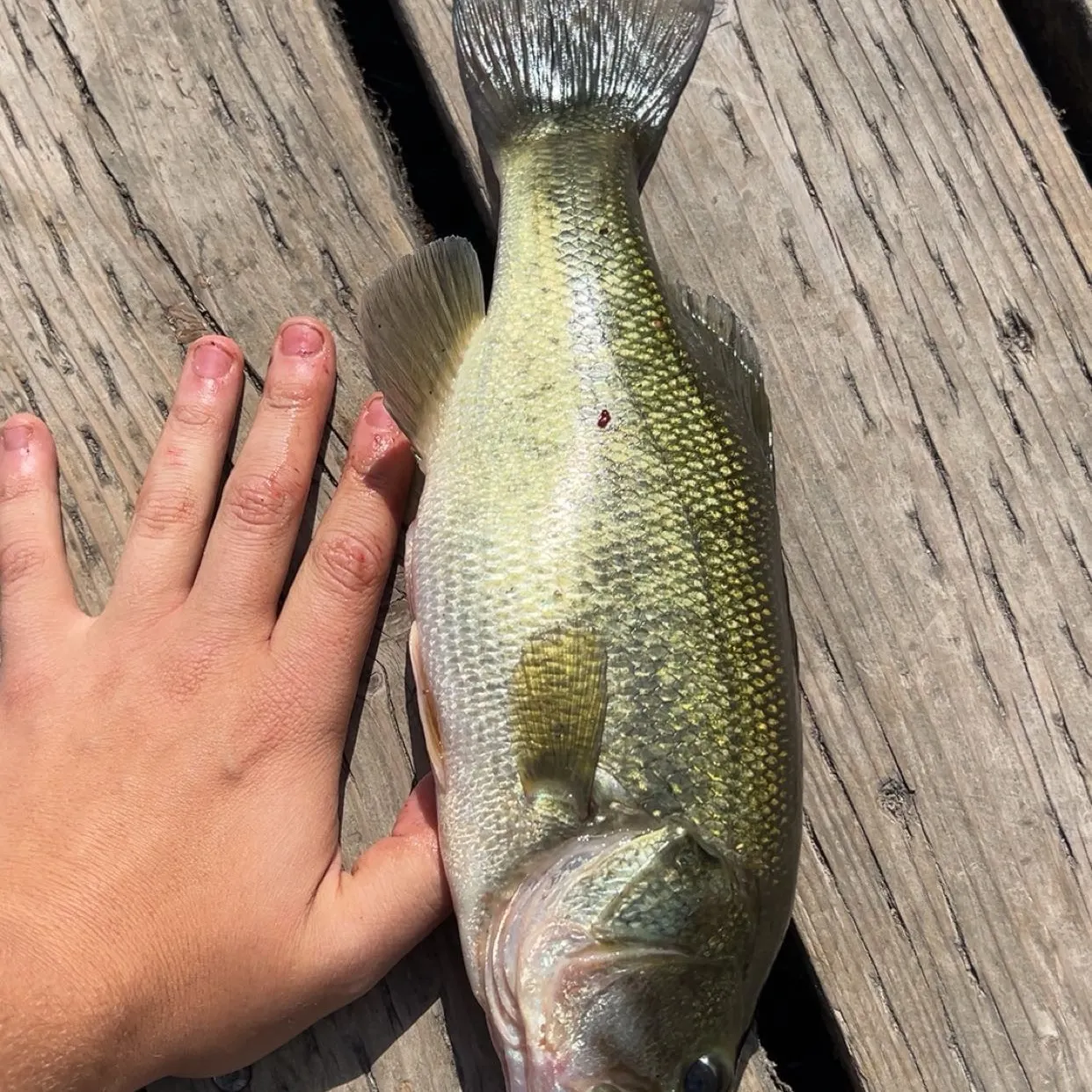 Largemouth bass caught on Fishbrain