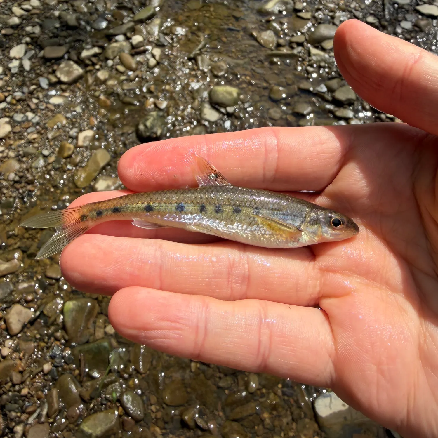 The most recent Streamline chub catches on Fishbrain