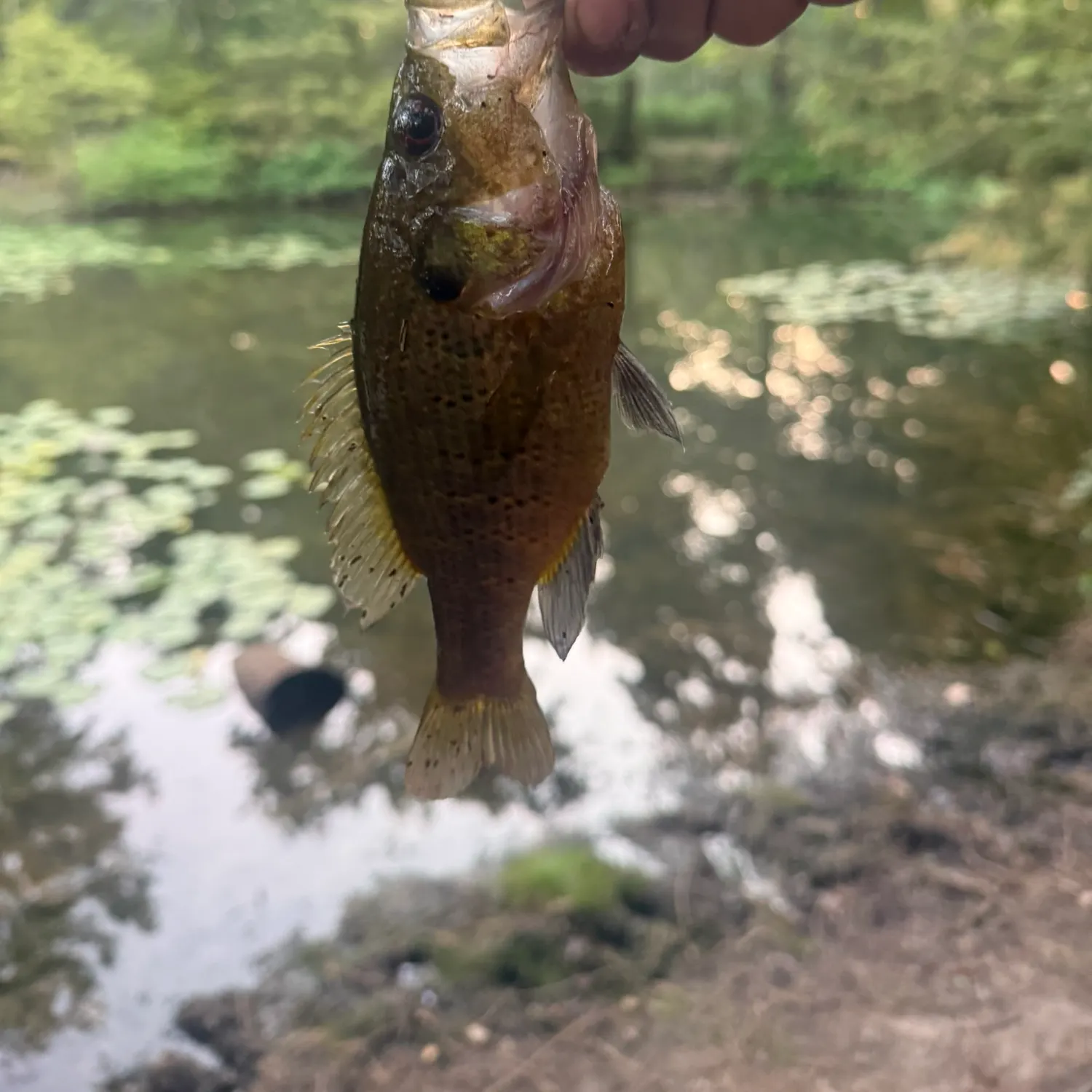 Warmouth caught on Fishbrain