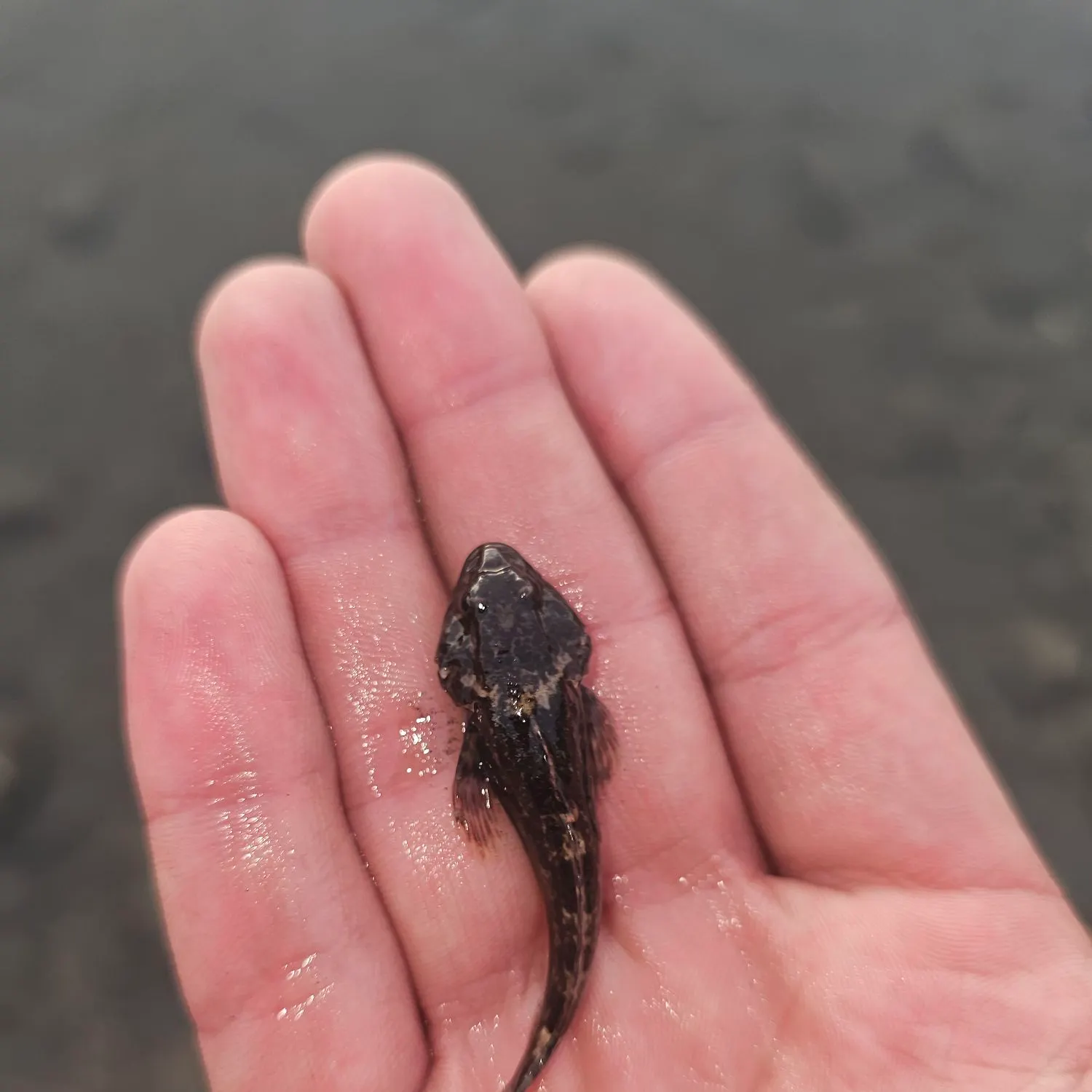 The most recent Red Irish lord catches on Fishbrain