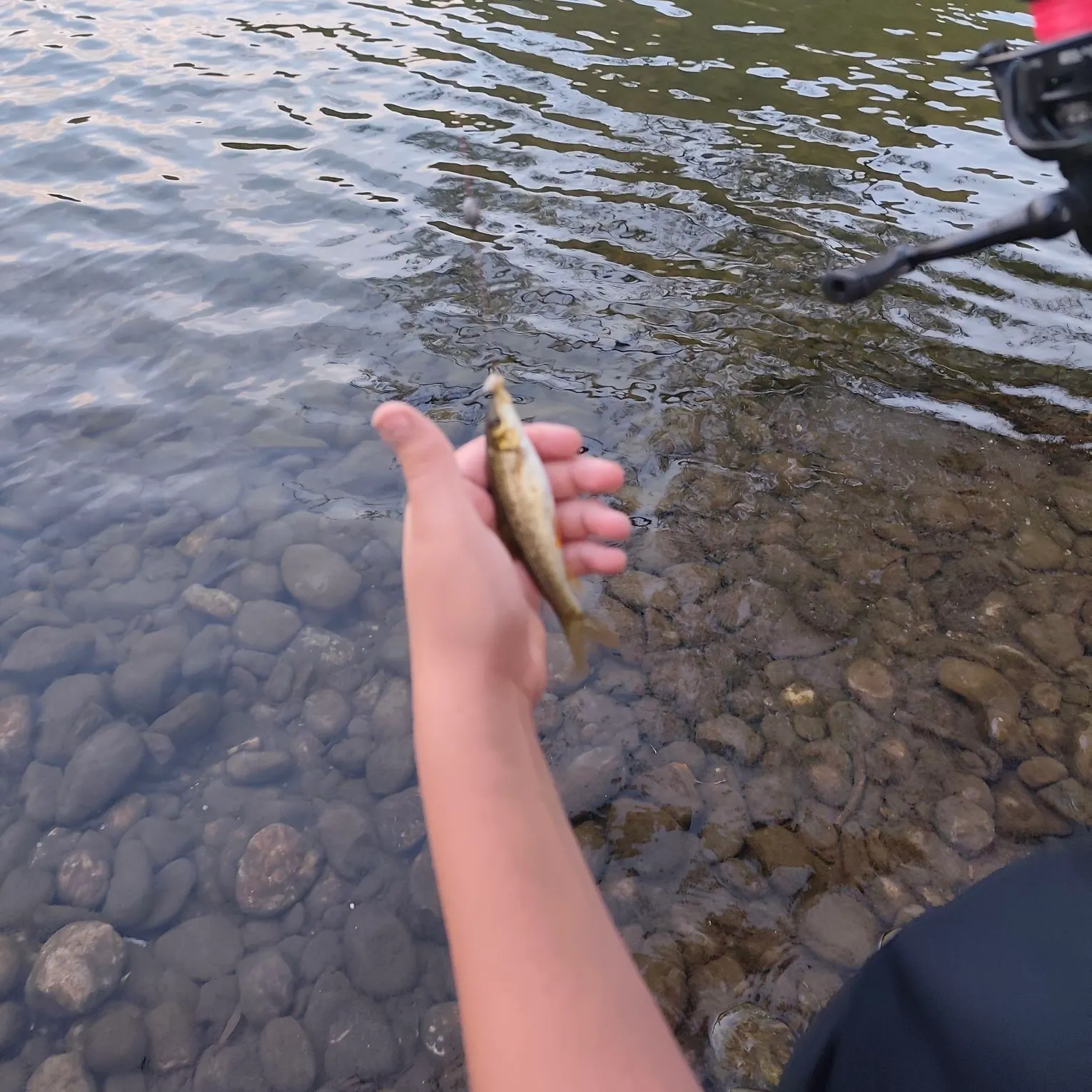 Common barbel caught on Fishbrain