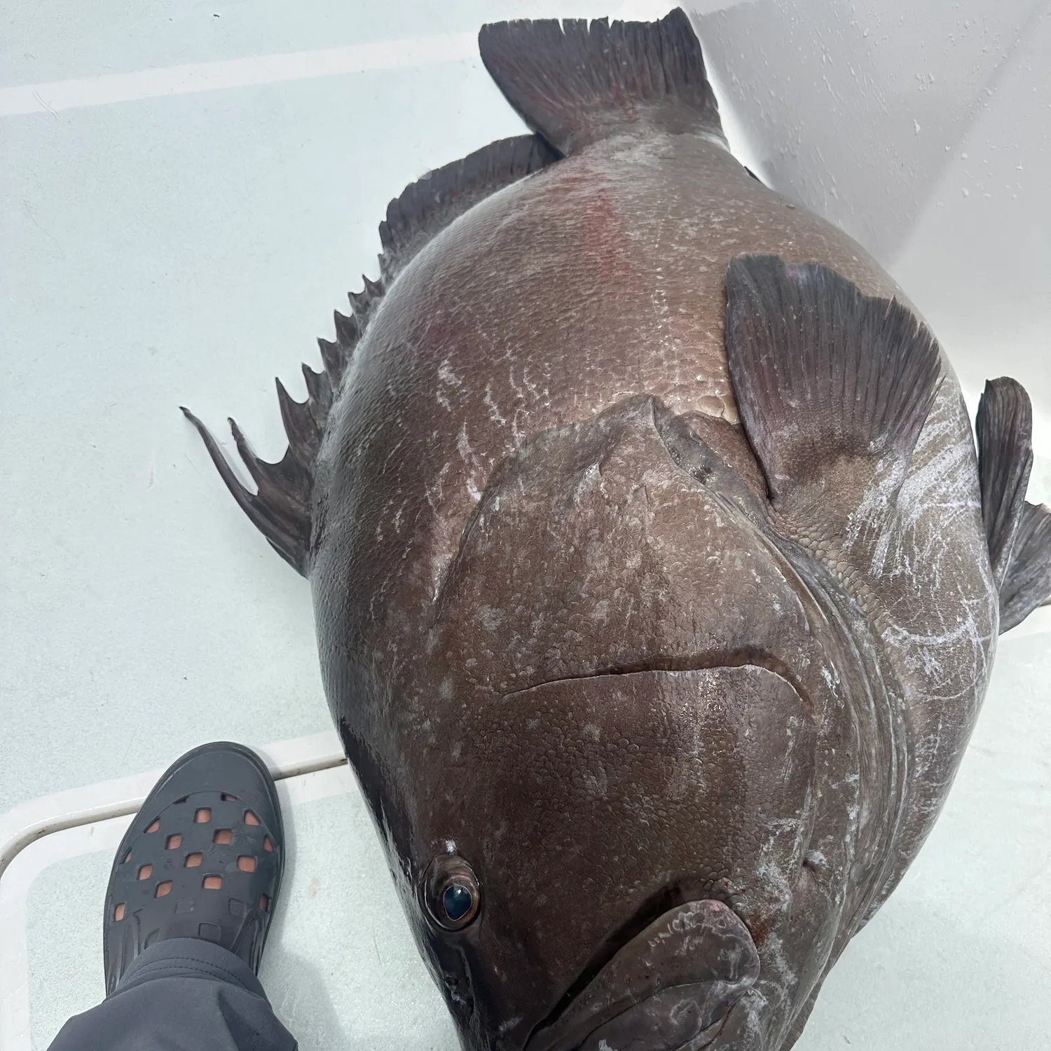 The most recent Warsaw grouper catches on Fishbrain