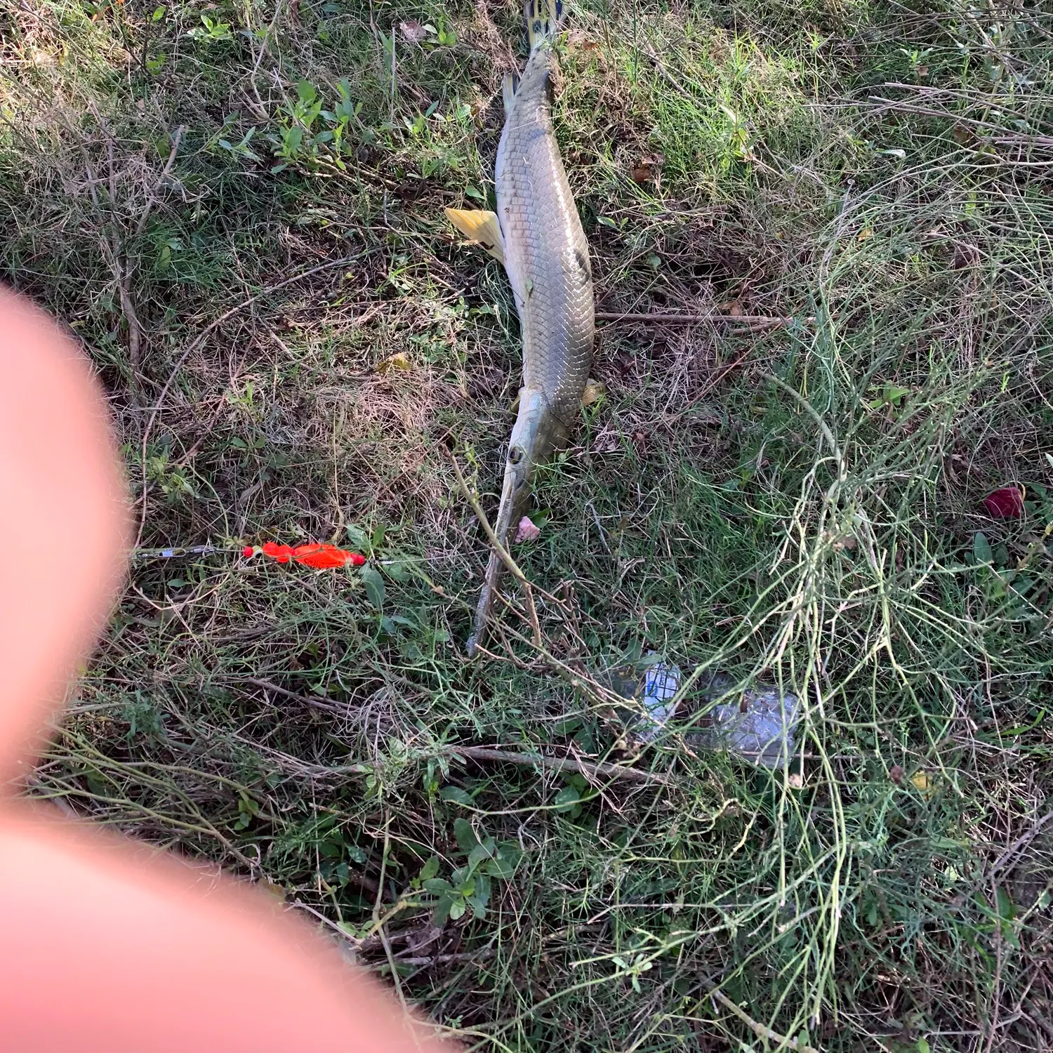 The most recent Shortnose gar catches on Fishbrain