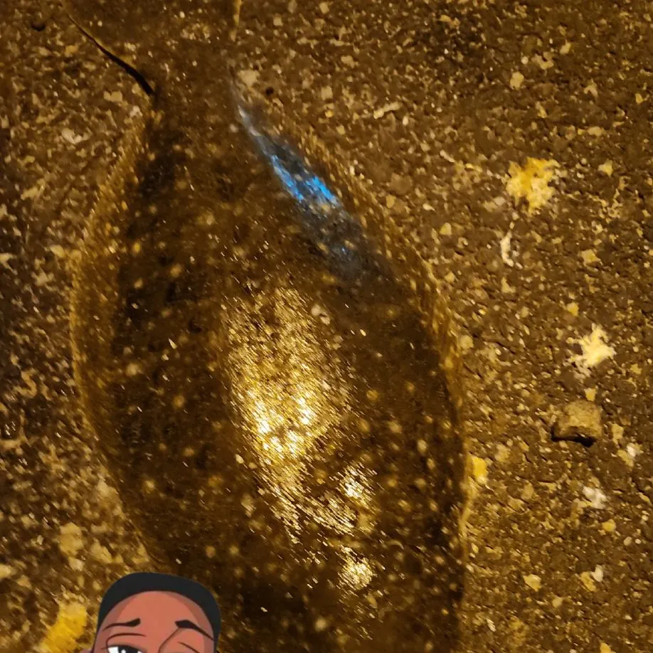 Summer flounder caught on Fishbrain