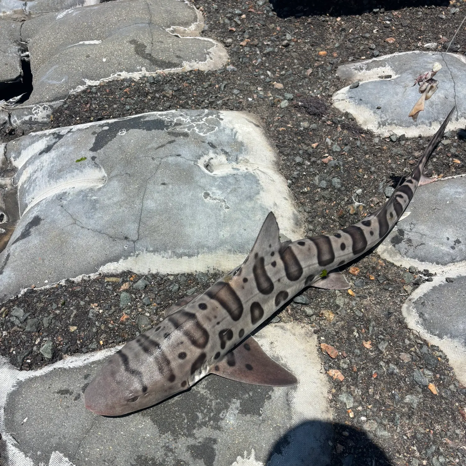 The most recent Leopard shark catches on Fishbrain