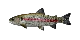 Great basin redband trout