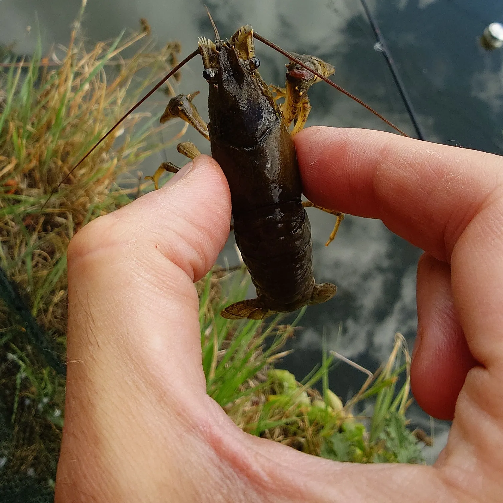 Virile crayfish caught on Fishbrain