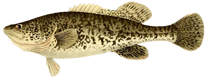 Murray cod
