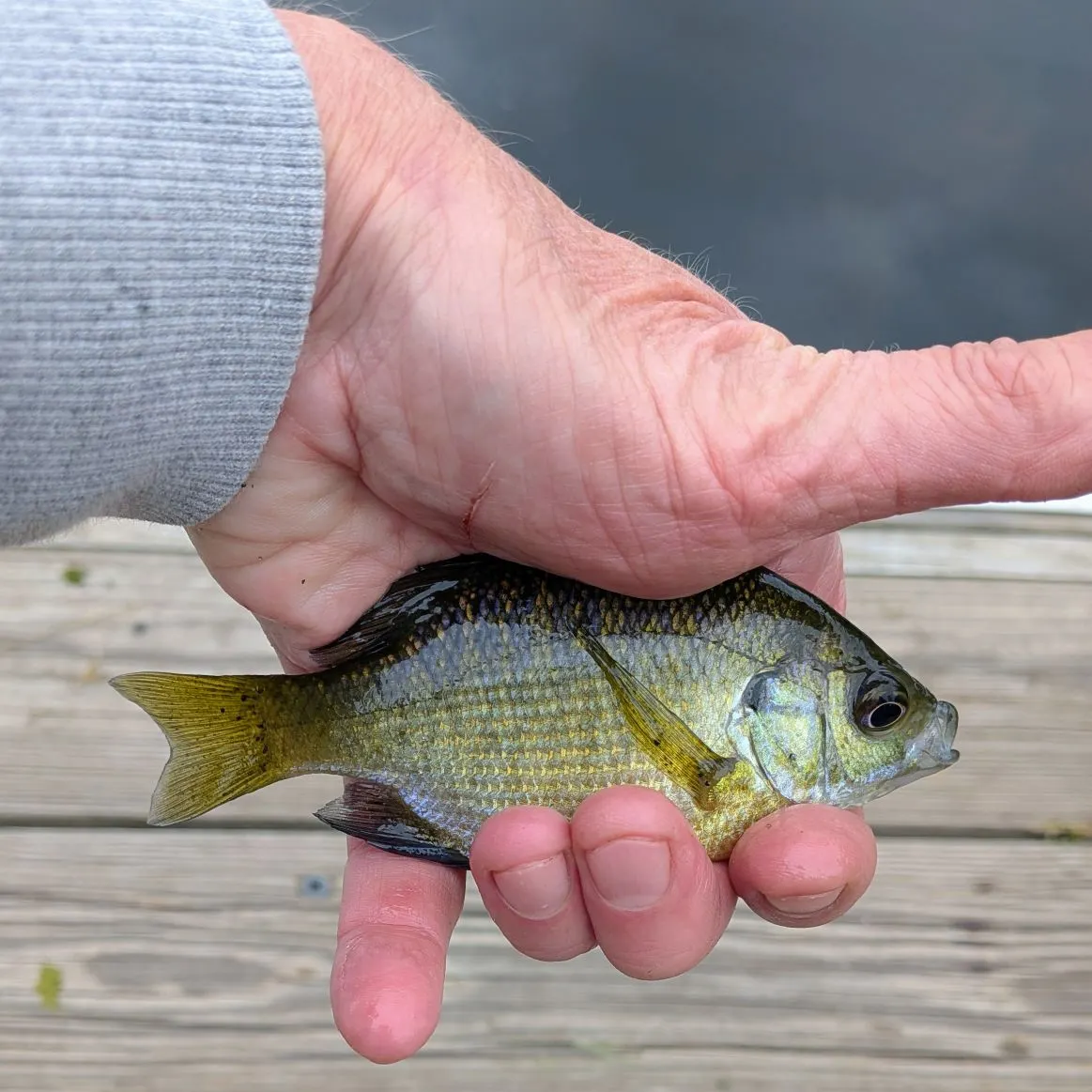 Bluegill caught on Fishbrain