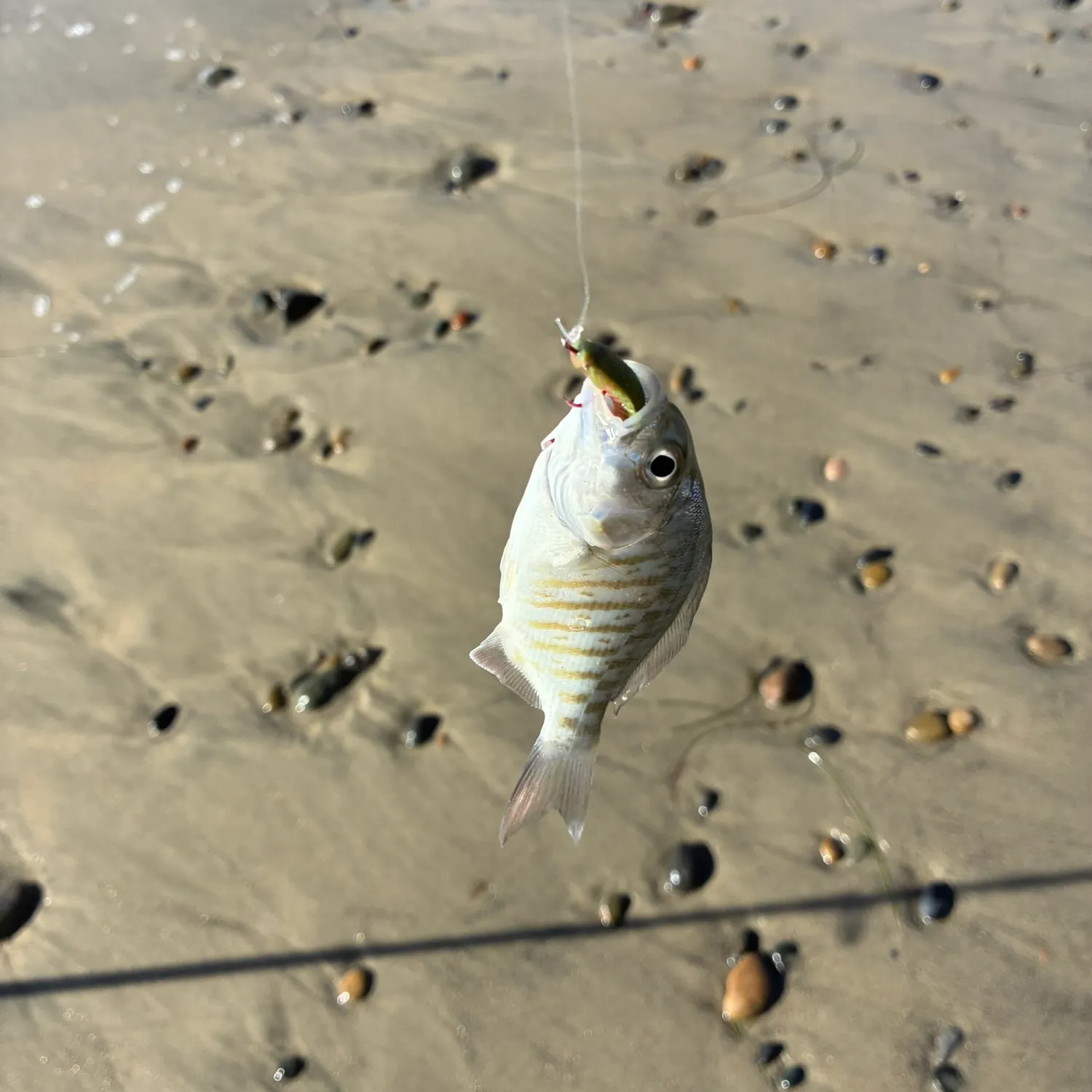 The most recent Barred surfperch catches on Fishbrain