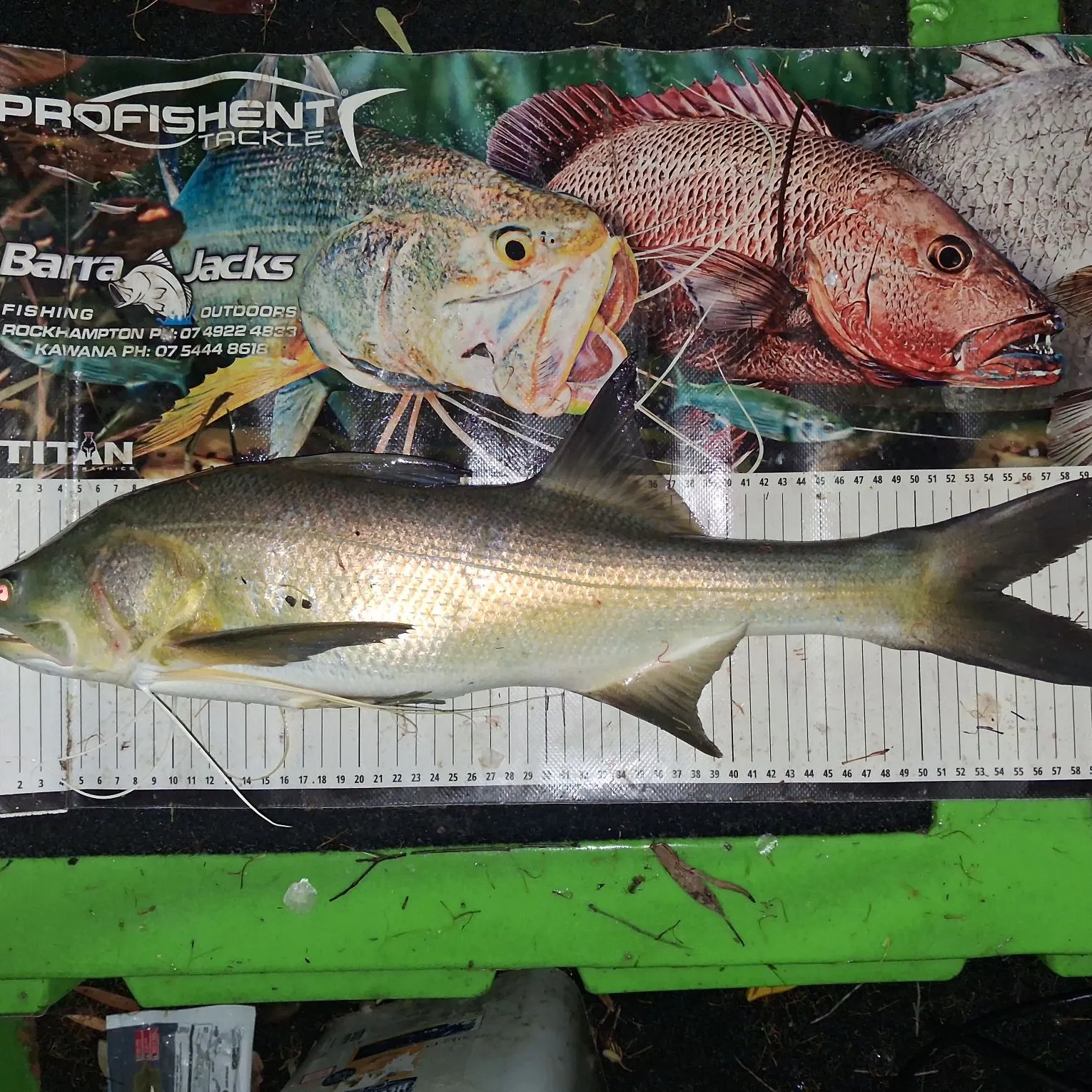King threadfin caught on Fishbrain