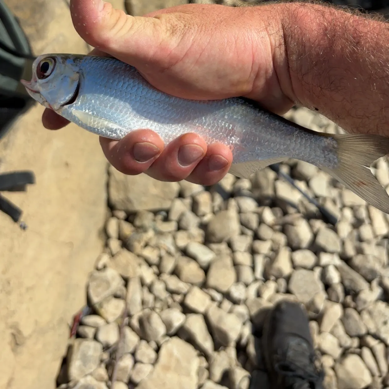 The most recent Mooneye catches on Fishbrain