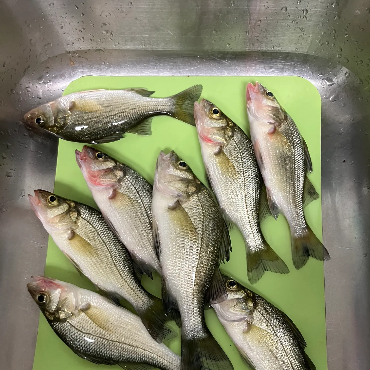 White bass caught on Fishbrain