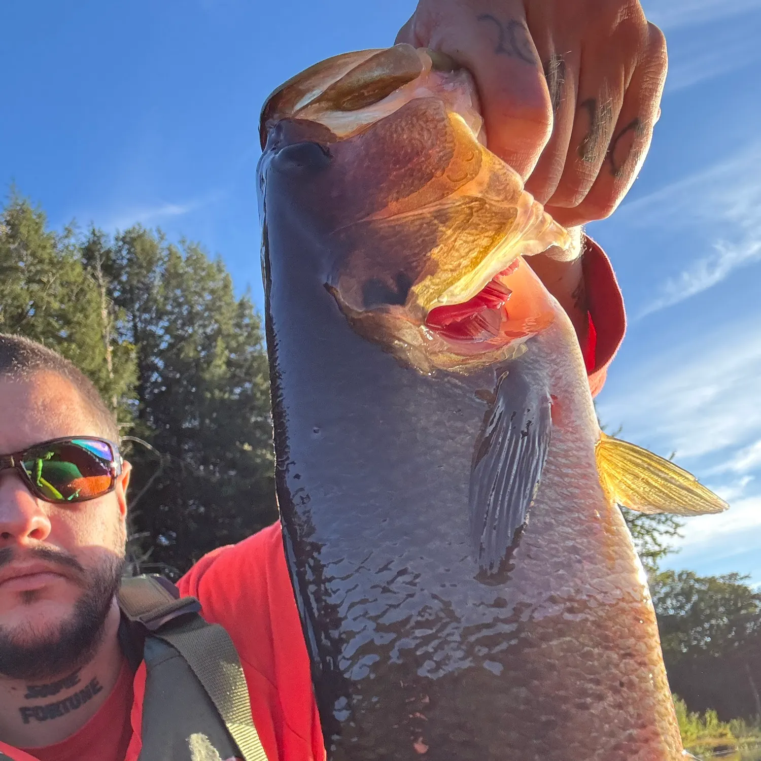 Largemouth bass caught on Fishbrain