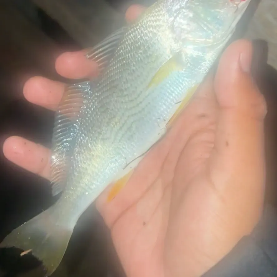 Yellowfin croaker caught on Fishbrain