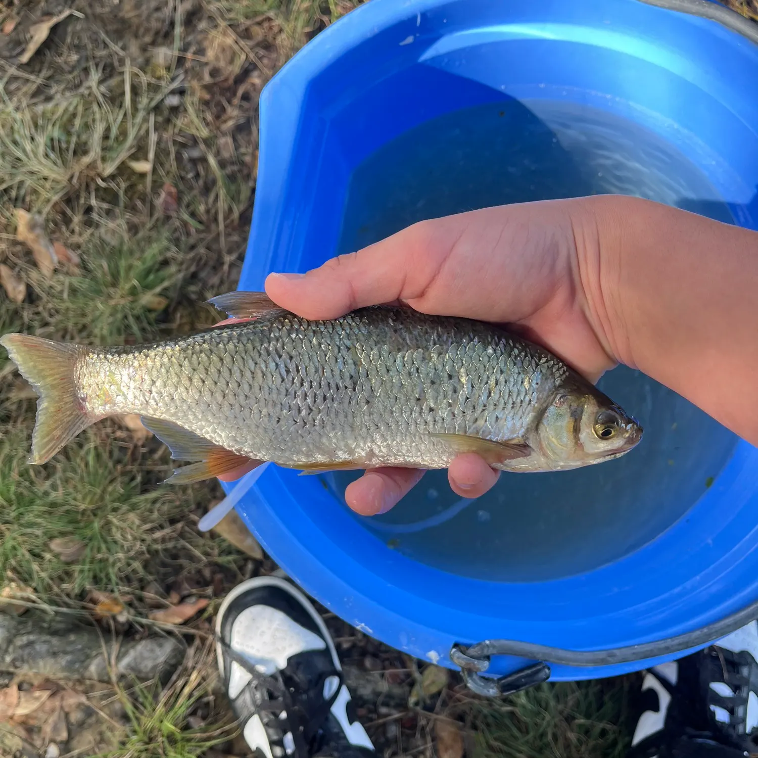 The most recent Blueback shad catches on Fishbrain