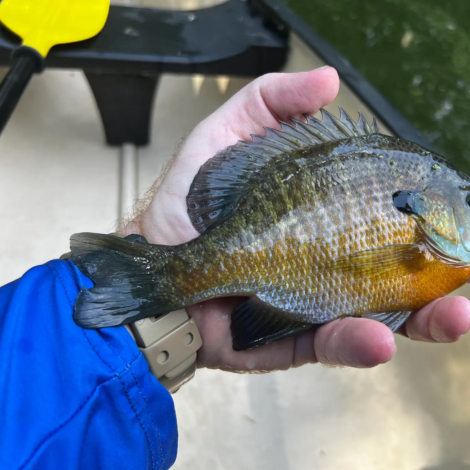 Bluegill caught on Fishbrain