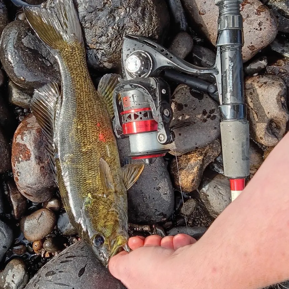 Smallmouth bass caught on Fishbrain