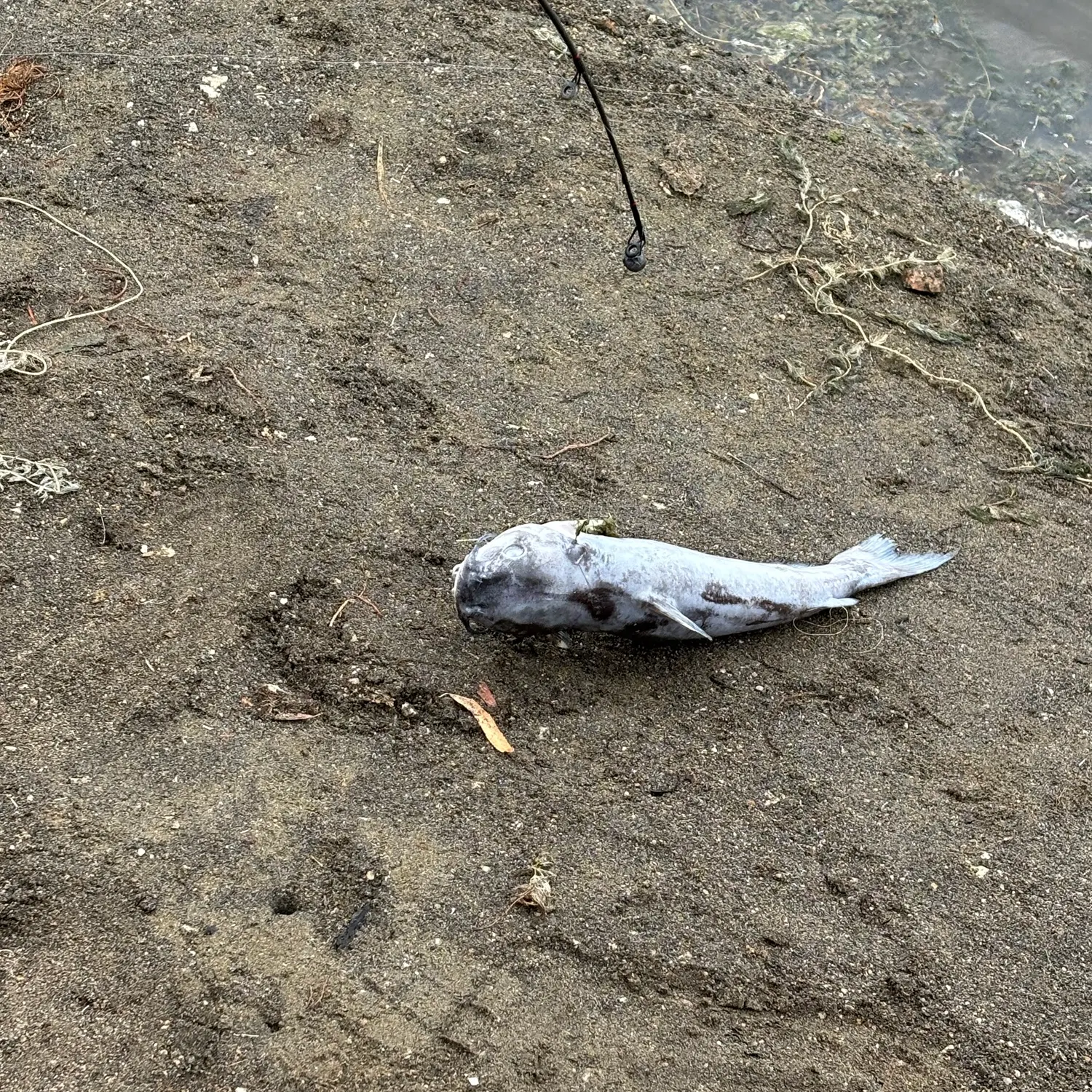 Channel catfish caught on Fishbrain