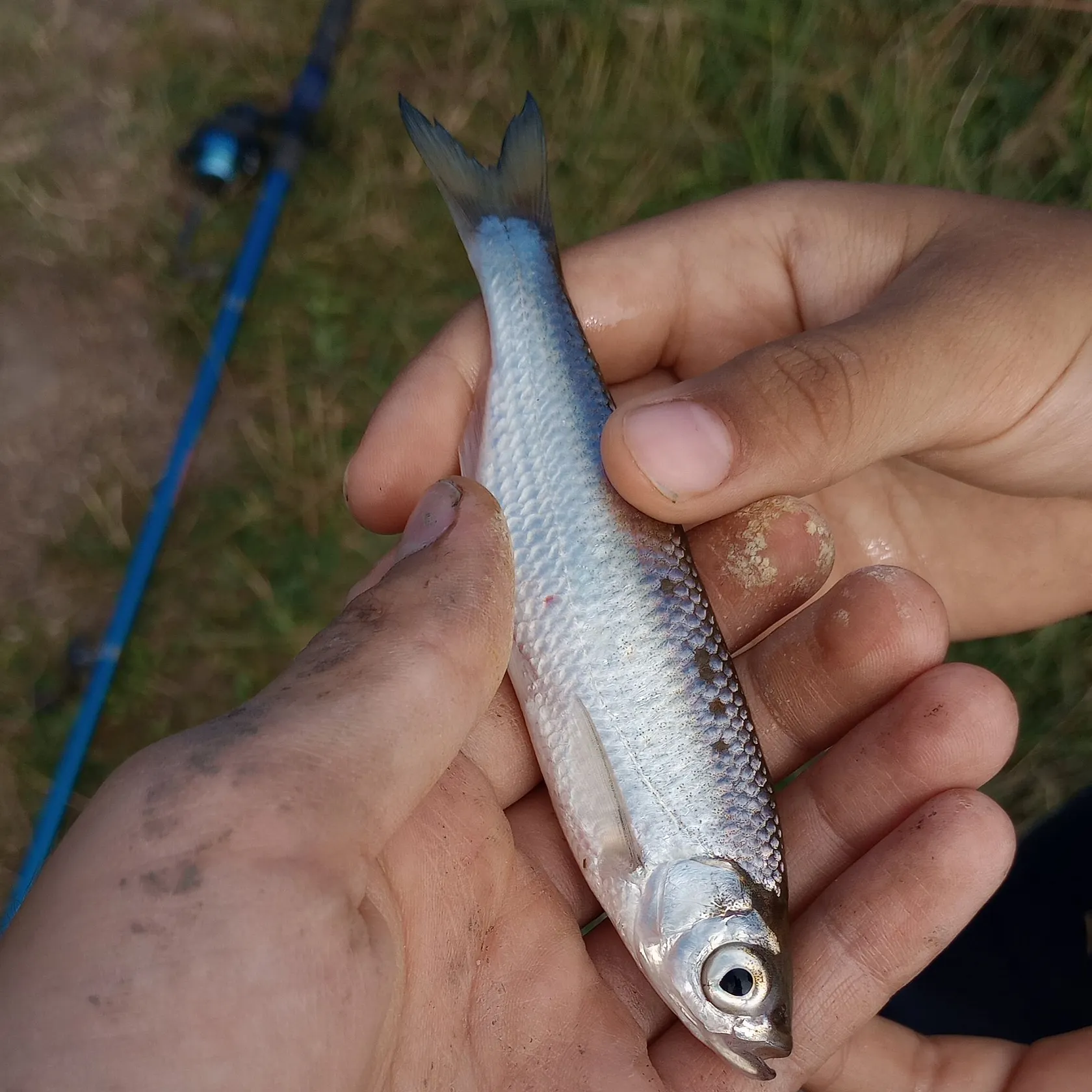 Common bleak caught on Fishbrain