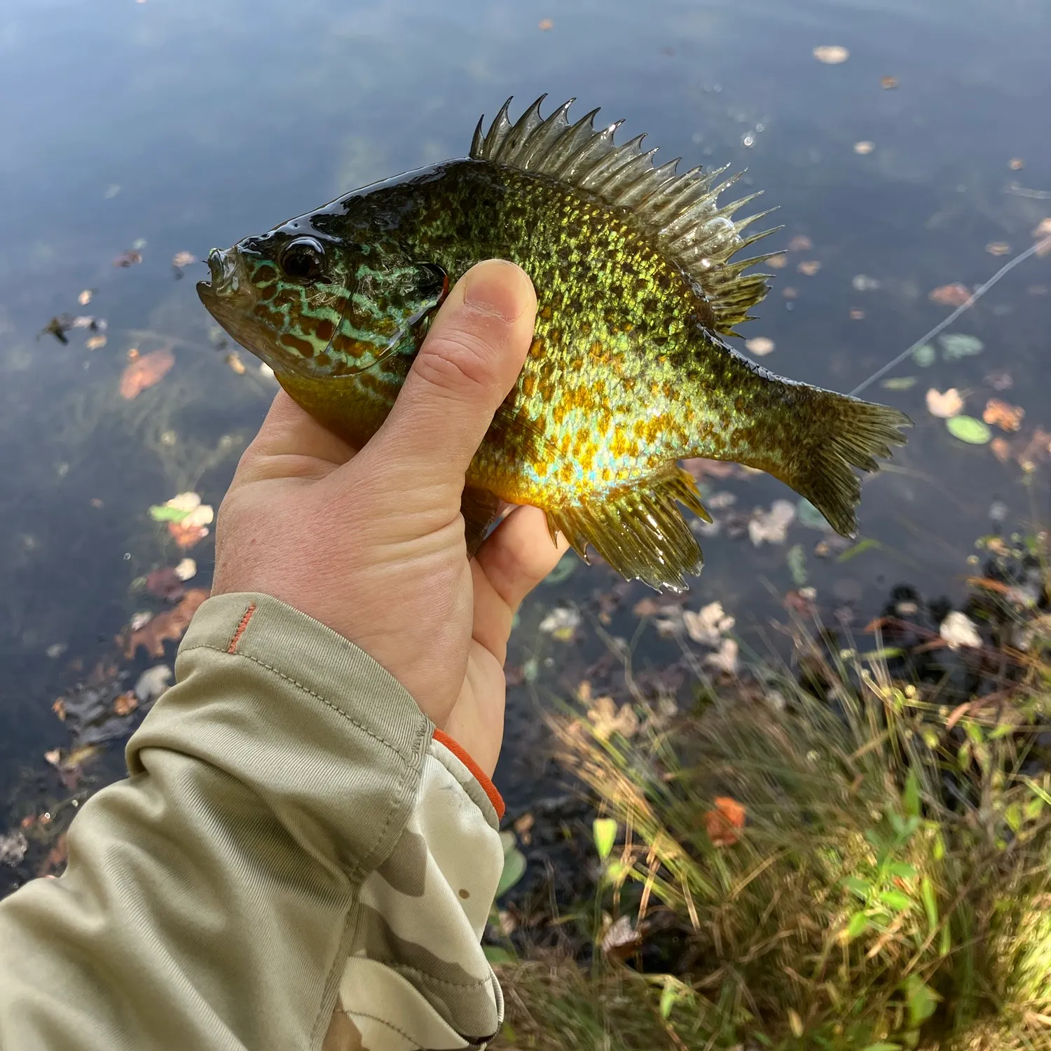 catch