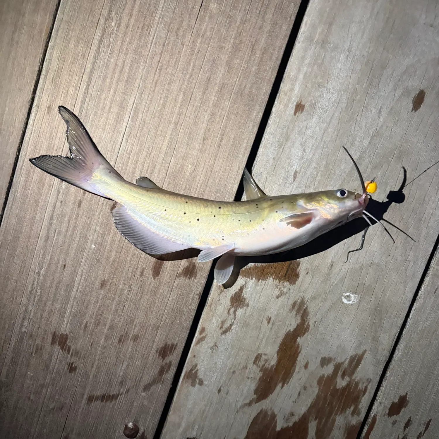 Channel catfish caught on Fishbrain