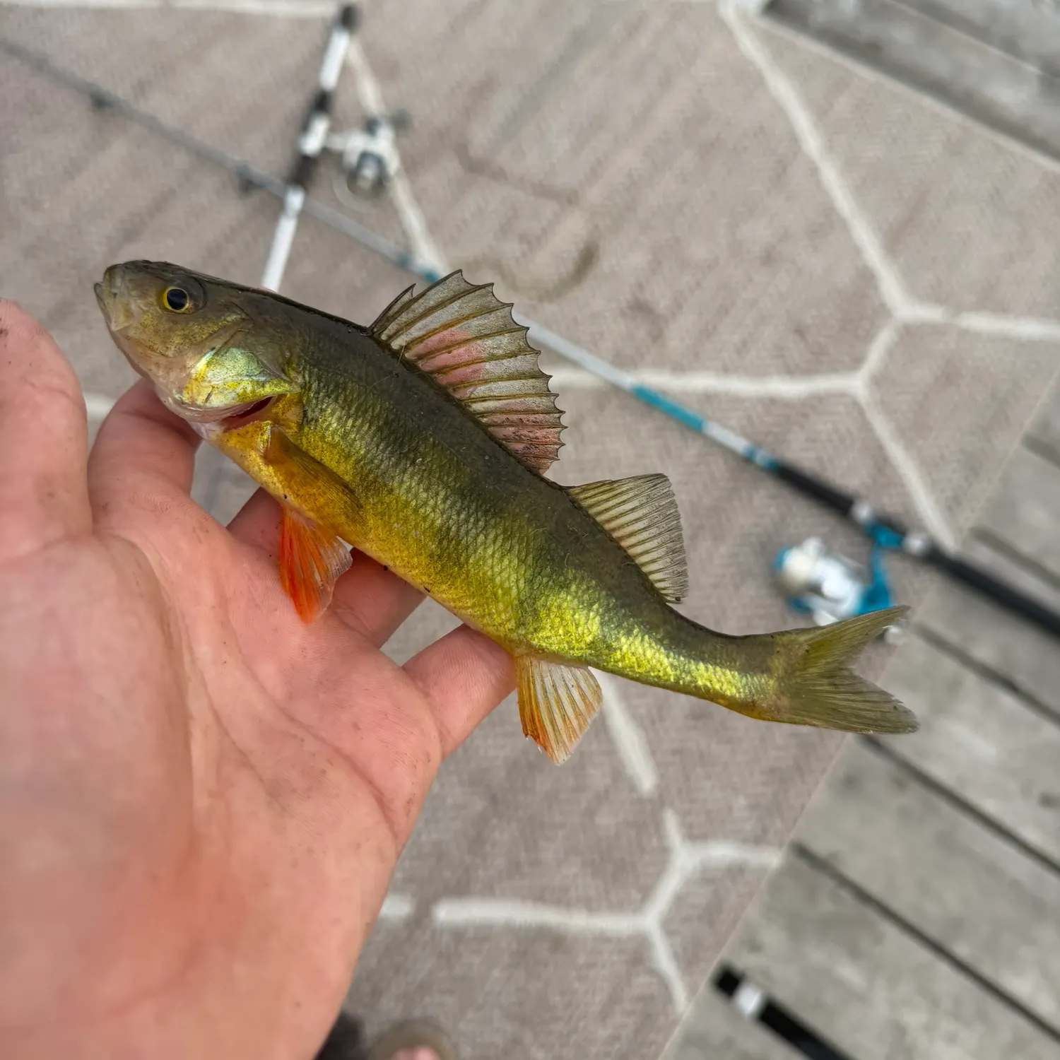 Yellow perch caught on Fishbrain