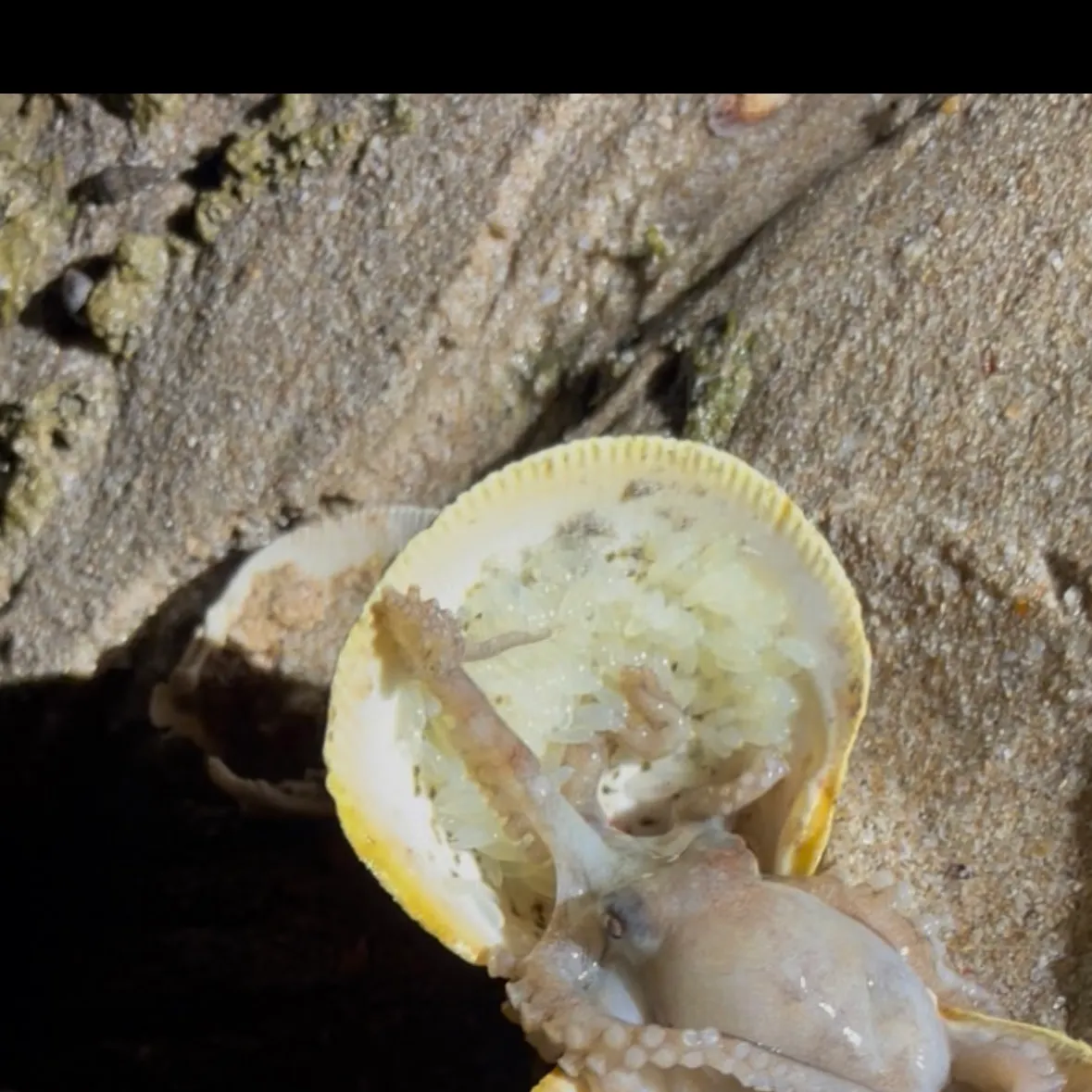 The most recent California two-spot octopus catches on Fishbrain