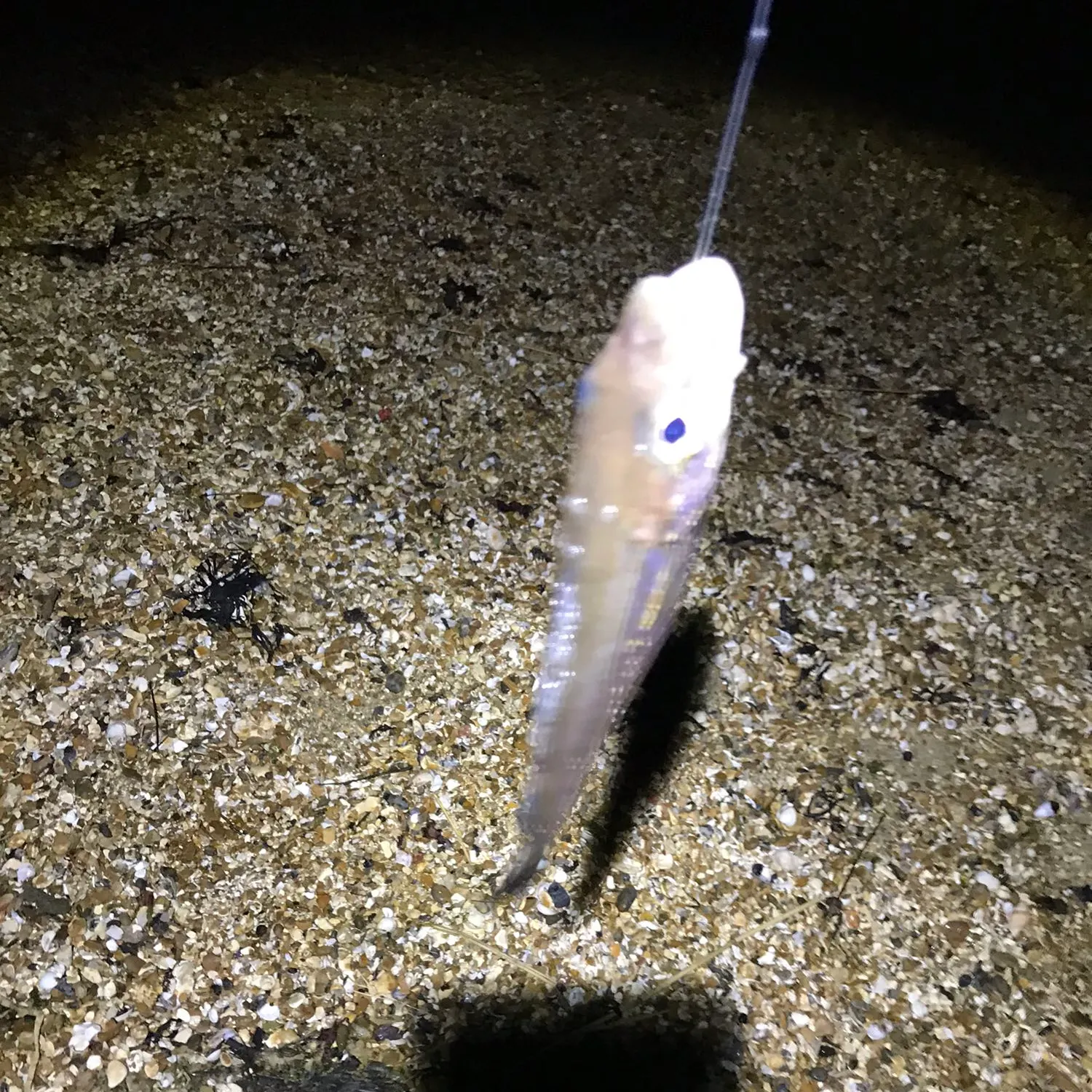 angler catch